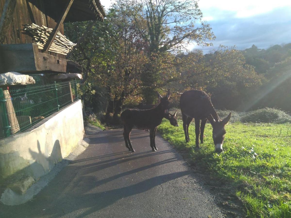 Гостевой дом Casa Pepin - Sagasta Rural Овьедо Экстерьер фото
